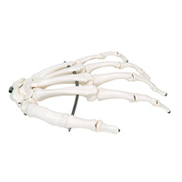 Anatomical Models about Hand Skeleton with Wire Mounting