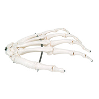 Hand Skeleton - Wire Mounting - Left