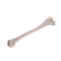 Anatomical Model- Humerus
