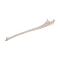 Anatomical Model- Ulna