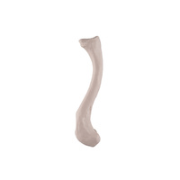 Anatomical Model-Clavicle