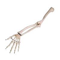 Anatomical Arm Skeleton Model