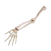 Anatomical Models of Arm Skeleton Wire Mounting