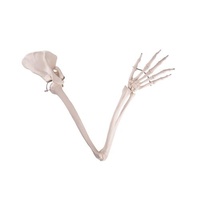 Anatomical Model of Arm Skeleton with Scapula and Clavicle Wire Mounting