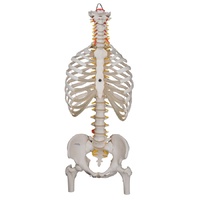 Anatomical Models of Flexible Spinal Column with Ribcage and Femur Heads