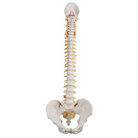 Anatomical Model Flexible Spinal Column with Pelvis (Stand sold separately)