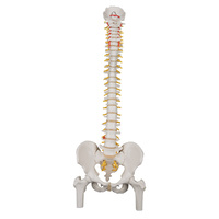 Anatomical Classic Flexible Spine Model with Femur Heads