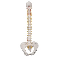 Anatomical Models of Classic Flex Spine Female Pelvic