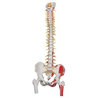 Anatomical Model- Deluxe Flexible Spine Model with Femur Heads and Painted Muscles