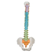 Anatomical Models for Didactic Flexible Spine