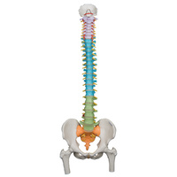 Anatomical Model- Didactic Flexible Spine Model with Femur Heads
