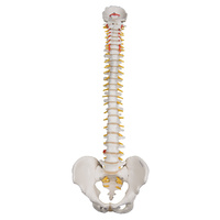Anatomical Model- Highly Flexible Spine Model