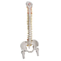 Anatomical Model- Highly Flexible Spine Model with Femur Heads