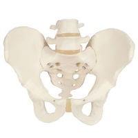 Anatomical Male Pelvic Skeleton Model