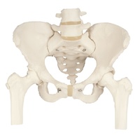 Female Pelvic Skeleton Model with Moveable Femur Heads
