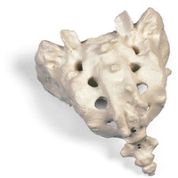 Anatomical Model- Sacrum and Coccyx
