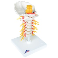 Anatomical Model of Cervical Spinal Column 