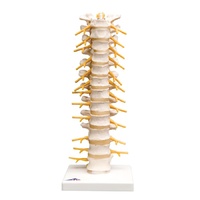 Anatomical Thoracic Spinal Column Model
