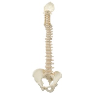 Anatomical Model- BONElike Vertebral Column Model