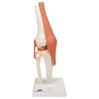 Anatomical Models for Deluxe Knee Joint 