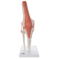 Anatomical Knee Joint Model