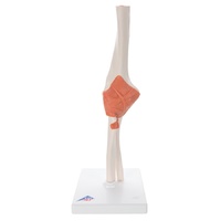 Anatomical Model to Learn About Elbow Joint
