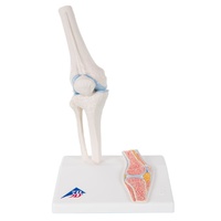 Anatomical Mini Knee Joint with Cross-section