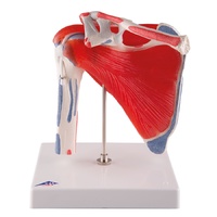 Anatomical Shoulder Joint with Rotator Cuff - 5 part Model