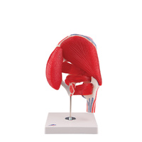 Anatomical Model-  Hip Joint Model with Removable Muscles (7 part)