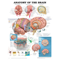 Anatomical Chart- Brain