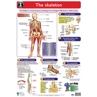 The Muscular System - Lets Look