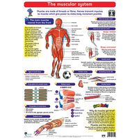 The Muscular System