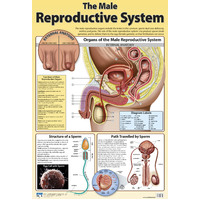 The Male Reproductive System