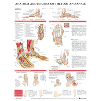 Anatomy and Injuries of the Foot & Ankle (Poster - Soft Lamination)