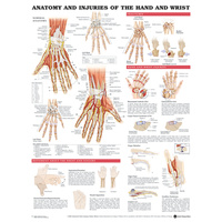 Anatomy and Injuries of the Hand and Wrist (Poster - Rigid Lamination)