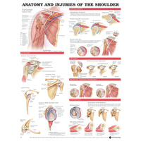 Anatomy and Injuries of the Shoulder (Poster - Rigid Lamination)
