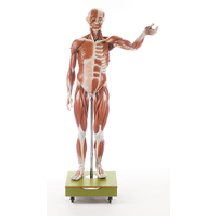 Anatomical Male Muscle Figure 