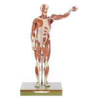 Anatomical Male Muscle Model