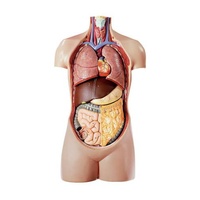 Anatomical Torso Of Youngman W/OUT Head