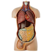ANATOMICAL TORSO YOUNG MAN W/OUT HEAD