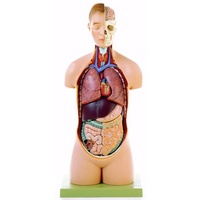  Torso