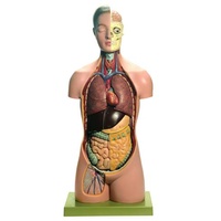 ANATOMICAL TORSO YOUNG MAN 