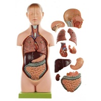 ANATOMICAL SMALL TORSO YOUNG MAN W HEAD