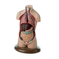ANATOMICAL SMALL TORSO YOUNG MAN NO HEAD MODEL