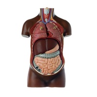 Anatomical Torso Young Man No Head 