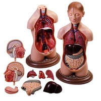 ANATOMICAL SMALL TORSO YOUNG MAN W HEAD MODEL