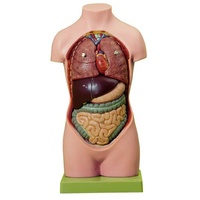 ANATOMICAL SMALL TORSO YOUNG MAN NO HEAD