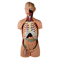 ANATOMICAL MALE TORSO W HEAD 15 PARTS