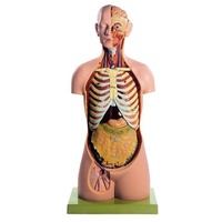 ANATOMICAL MALE TORSO HEAD -OPEN BACK PARTS