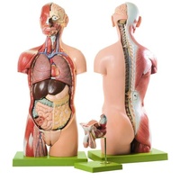 ANATOMICAL TORSO MUSCULAR WITH HEAD OPEN BACK 